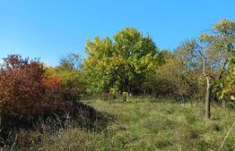 Teren intravilan 2877 mp, in Copaceni