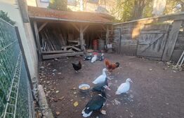 Casa de vanzare, 1360 mp teren, strada asfaltata, circulata, Centrul Vechi