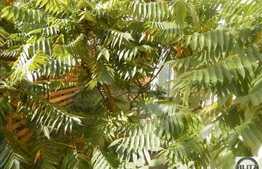 Casa individuala, 70 mp utili, teren 250 mp, imobil nou, Grigorescu