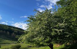 Apartament 3 camere 65 mp , 2 parcări, curte (lângă padure) 