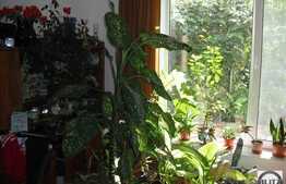 Vanzare casa individuala, 160 mp utili, 265 mp teren, constructie noua!