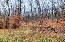 Teren intravilan, zona de case, langa liziera padurii, 500 mp, zona ANL