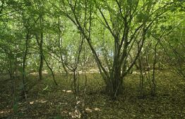 Teren la liziera padurii Faget 