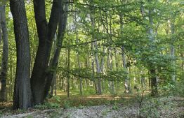 Teren la liziera padurii Faget 