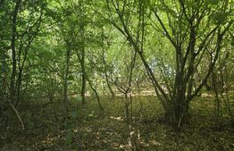 Teren la liziera padurii Faget 