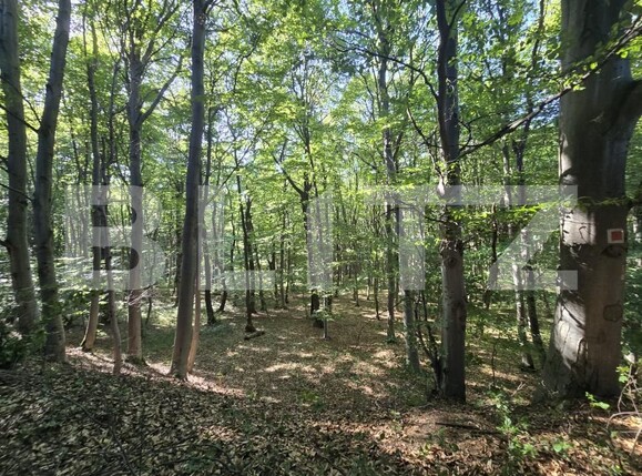 Teren de vânzare Ciurila - 182578TV | BLITZ Cluj-Napoca | Poza6