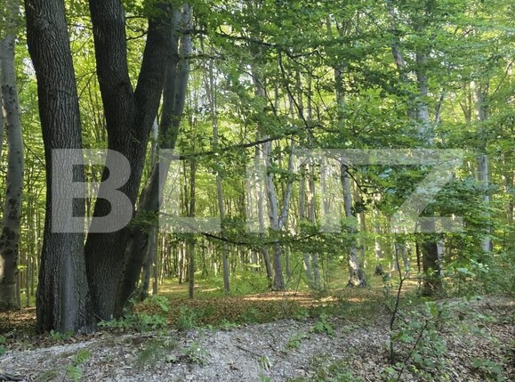 Teren de vânzare Ciurila - 182578TV | BLITZ Cluj-Napoca | Poza4