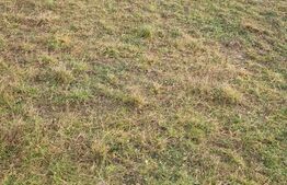 Teren intravilan Sanpetru - ideal c-tie casa- 500 mp