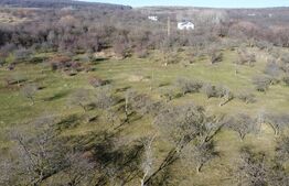 Teren 20.146 mp Dâmbu Rotund (Lomb).Extravilan.Potențial rezidențial