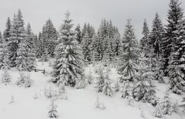 Teren 1500mp - Partia Marisel - intravilan, la 5 minute de partia de ski-CU PUZ