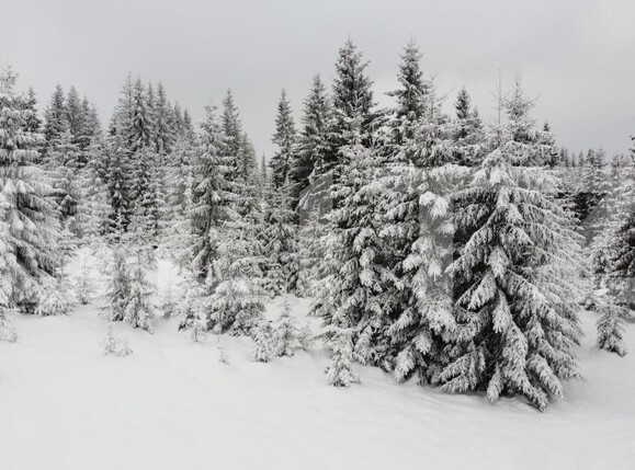 Teren de vânzare Mărişel - 184824TV | BLITZ Cluj-Napoca | Poza3