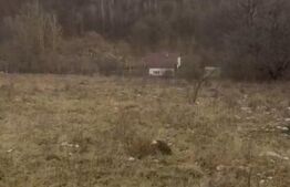 De vanzare Teren extravilan 3300mp - padure, loc. Salicea, jud. Cluj