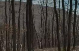 De vanzare Teren extravilan 3300mp - padure, loc. Salicea, jud. Cluj