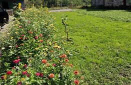 CASA DEOSEBITA IN VAMA BUZAULUI, 800 MP, PRET 159900 EURO 