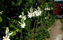  Casă de vânzare în comuna Homorod – liniște, confort și natură 