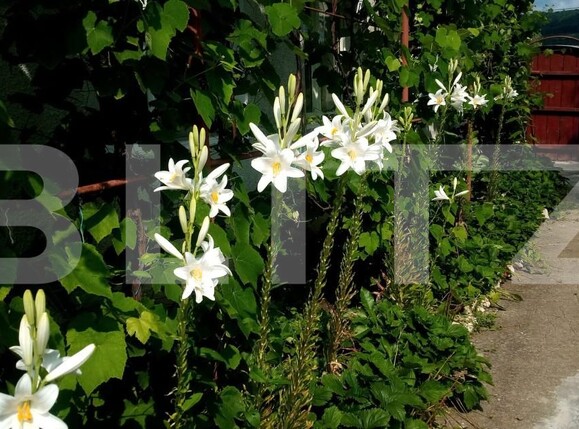 Casa de vânzare 3 camere Rupea - 187474CV | BLITZ Brașov | Poza17