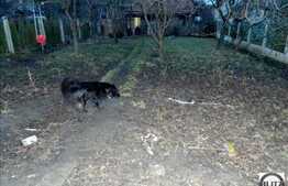 Vanzare casa individuala 63 mp utili, cu teren 518 mp, zona linistita si retrasa