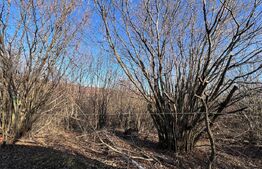 Teren de vânzare Chinteni - 175997TV | BLITZ Cluj-Napoca | Poza3