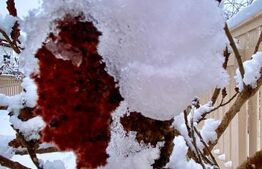 Vilă Premium în Borhanci – 270 mp Utili , 7 Camere, priveliste de exceptie 