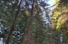 Complex turistic eco-integrat – Predeal (Trei Brazi)