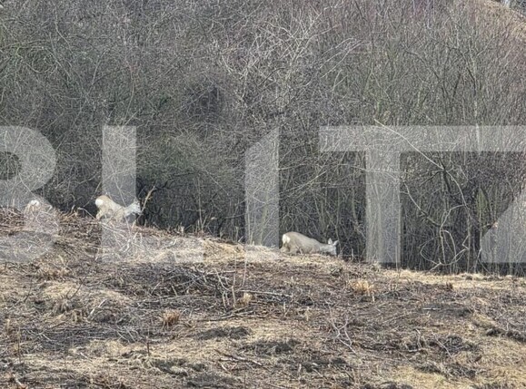 Apartament de vânzare 2 camere Floreşti - 190071AV | BLITZ Cluj-Napoca | Poza18