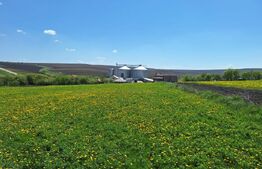 Teren intravilan de vanzare in REDIU