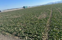 Teren de vânzare Tractorul - 148383TV | BLITZ Brașov | Poza2