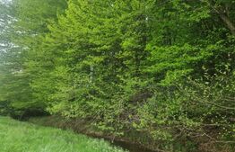 Teren Brasov , Dumbravita ,intravilan 680 mp pretabil casa sau casa de vacanta 