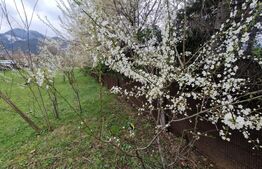 Teren intravilan cu 2 deschideri la drum 35 m, 4300 mp, Baciu Sacele - Brasov