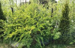 Casă individuală aproape de lac, 4 camere, priveliște superbă, Sacalaia