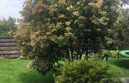 Casa de vanzare, 260 mp, teren 500 mp, mobilata, zona linistita de case