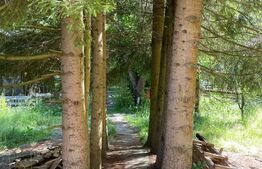Cabana cu parau si brazi maturi, 1400mp, Valea Fericirii