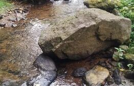 Cabana cu parau si brazi maturi, 1400mp, Valea Fericirii