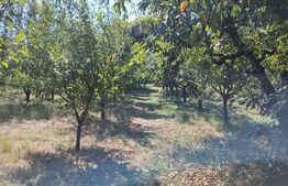 Casă cu teren, livadă, lac și izvor - ideală pentru locuință sau investitie
