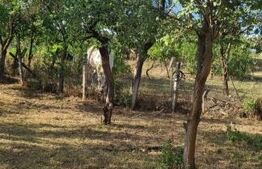 CASA CU TEREN SI PANORAMA SUPERBA
