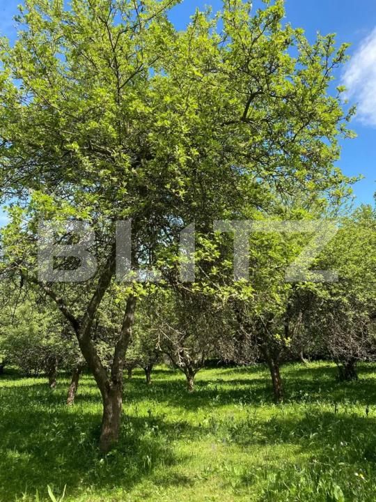 Casa de vânzare 3 camere Pietroasa - 204407CV | BLITZ Cluj-Napoca | Poza4