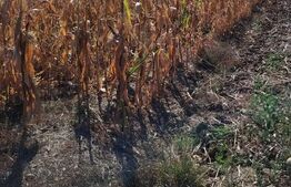 Teren intravilan agricol, 3.000 mp, zona Mihai Viteazu
