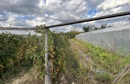 PROPRIETATE DEOSEBITĂ ÎN COPLEAN – 342 MP CASĂ + 1,68 HA TEREN 