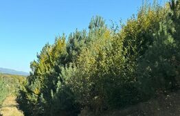 Teren intravilan, 2.000 mp, zona Geamana - Codlea