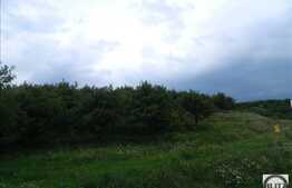 Vanzare teren 5600 mp, front 84 ml, in zona Baciu