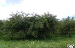 Vanzare teren 5600 mp, front 84 ml, in zona Baciu