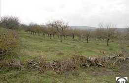 Teren 749 mp pretabil casa individuala, zona Borhanci