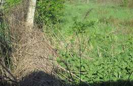 Teren intravilan, 1 700 mp, fronturi stradale 105 ml, zona cartierului Buna Ziua