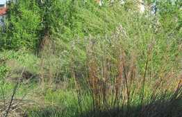 Teren intravilan, 1 700 mp, fronturi stradale 105 ml, zona cartierului Buna Ziua