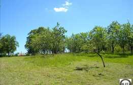 Zona Cu Multa Verdeata, Linistita , Intima ! 10 minute pana in centrul orasului!