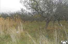 De vanzare 1317 mp, front 55,50 ml, CF, utilitati in apropiere, zona linistita