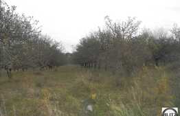 De vanzare 1317 mp, front 55,50 ml, CF, utilitati in apropiere, zona linistita