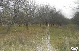 De vanzare 1317 mp, front 55,50 ml, CF, utilitati in apropiere, zona linistita