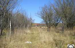 2438 mp in zona Dambul Rotund!