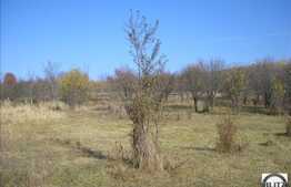 2438 mp in zona Dambul Rotund!